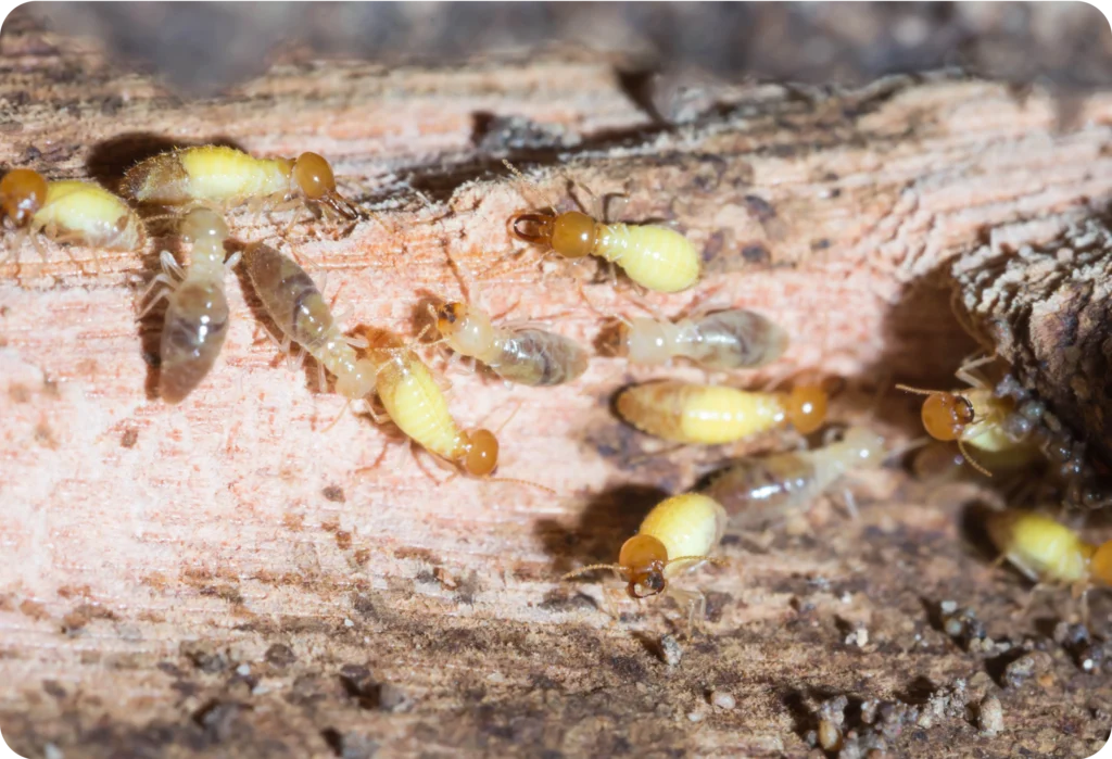 Termite pest control