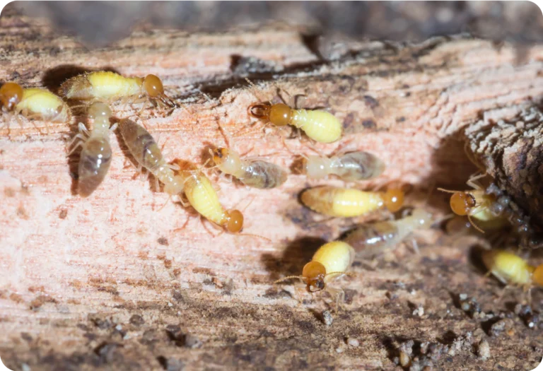Chemical Termite Barriers vs Baiting Systems: A Practical Comparison for Sydney Homeowners