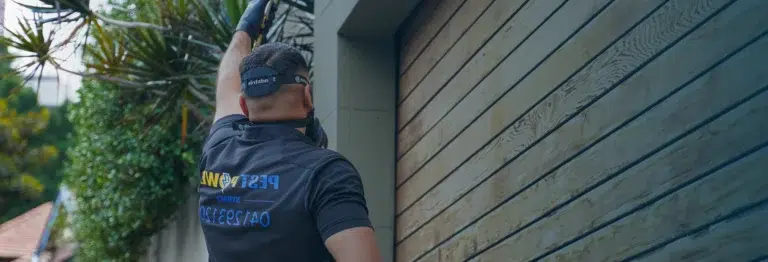 Ignoring Pest Problems in Sydney Homes: How Much Damage Can It Cause?