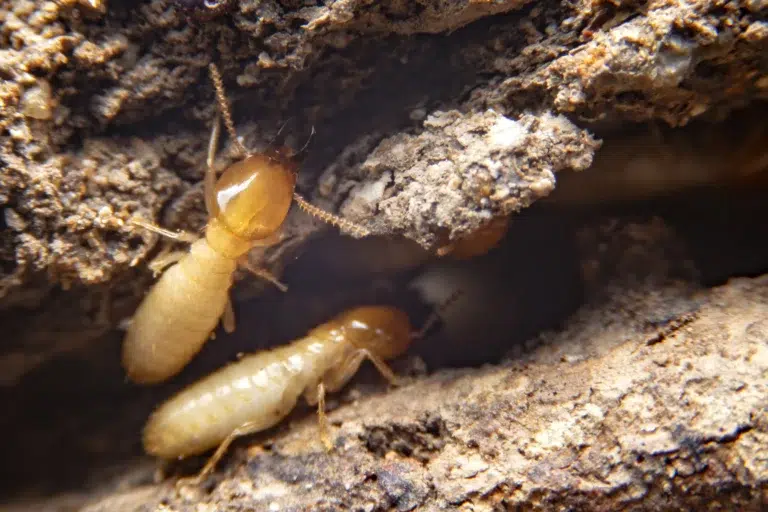 How to Get Rid of Termites?