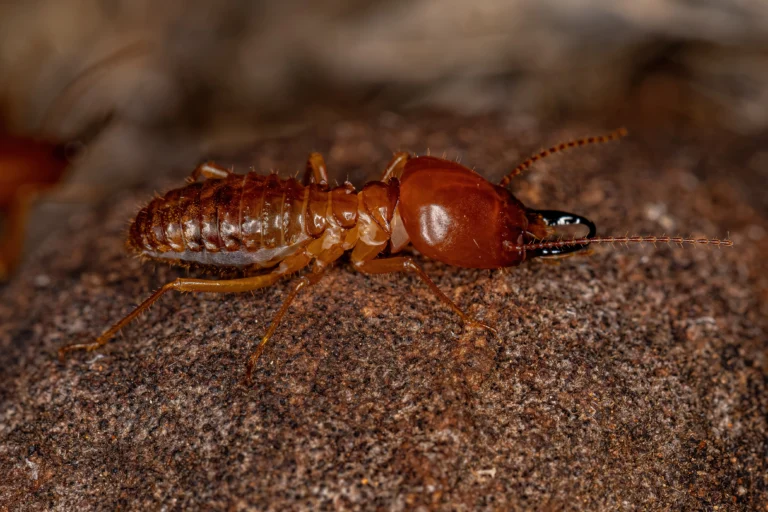 Early Signs of Termite Infestation: How to Spot Them Before It’s Too Late