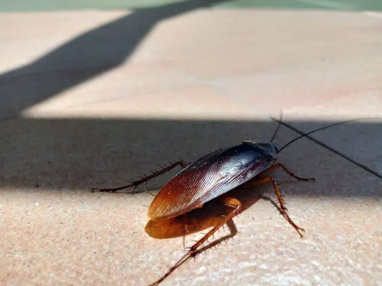 German Cockroach Spray vs Gel Bait: Which One Actually Works?