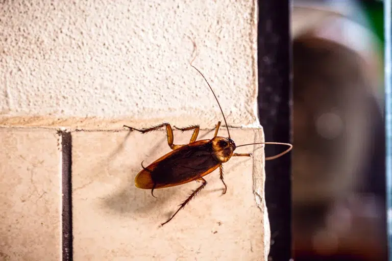 Cockroach Control for High-Risk Buildings: From Kitchens to Roof Voids