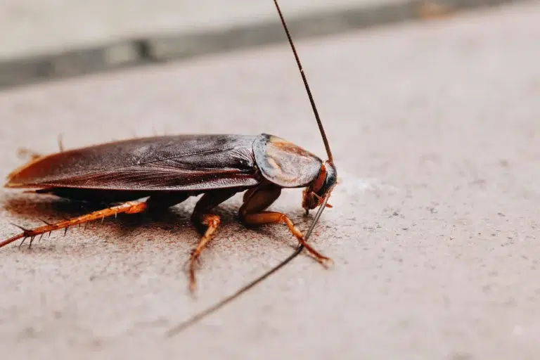 Why Cockroaches Spread Fast in Surry Hills Apartments