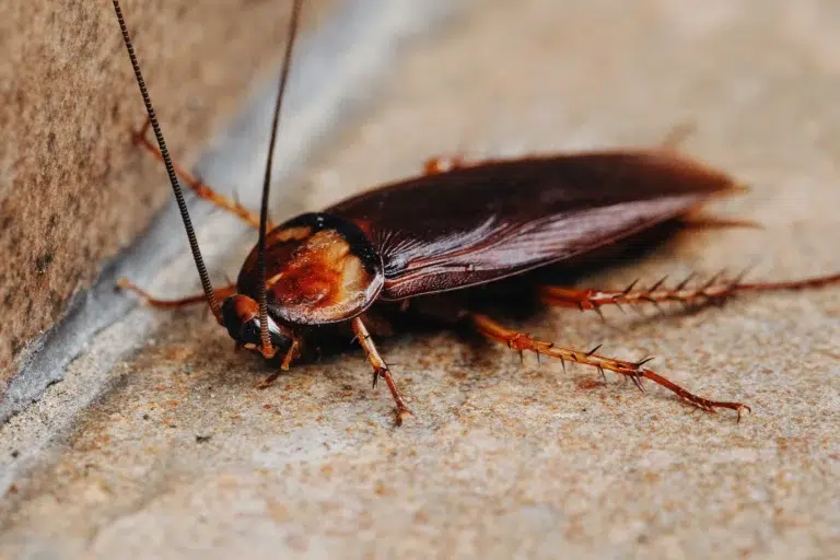 Understanding the Cockroach Problem: Types, Habits & Risks
