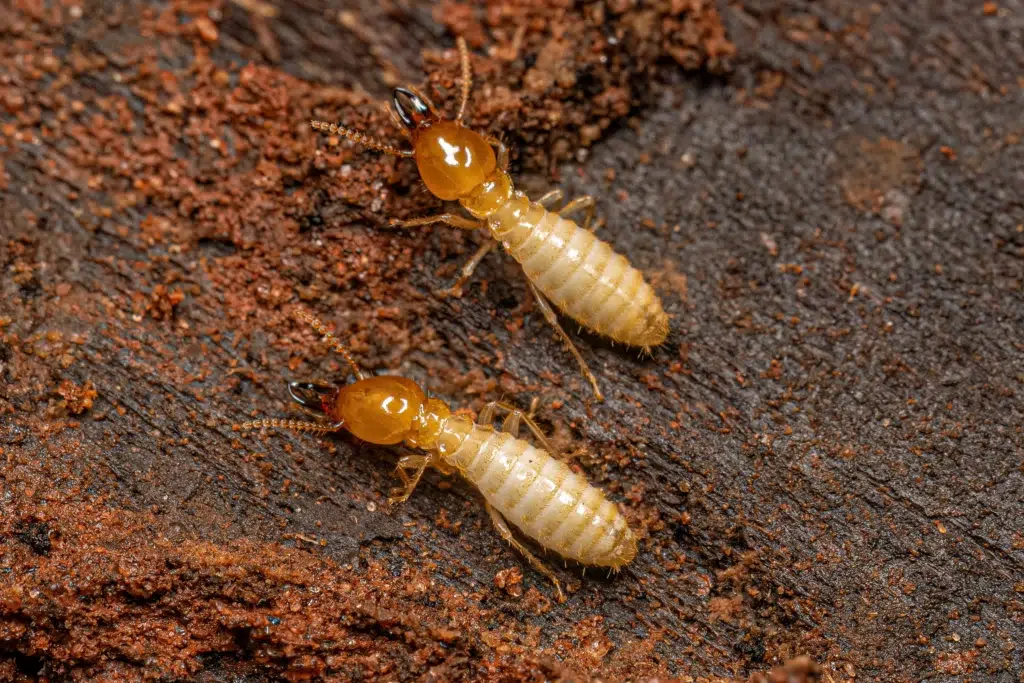 termite treatment