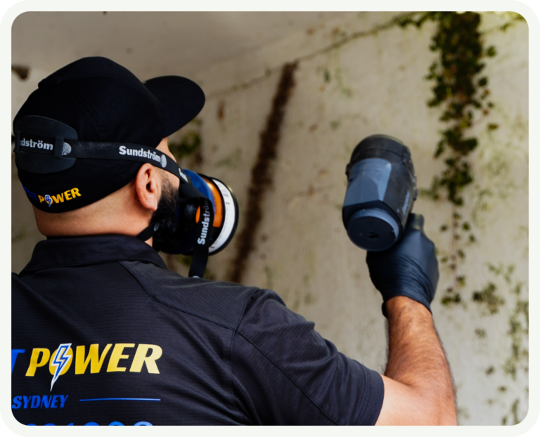 Buying a House in Sydney? Why a Termite Inspection Is Necessary