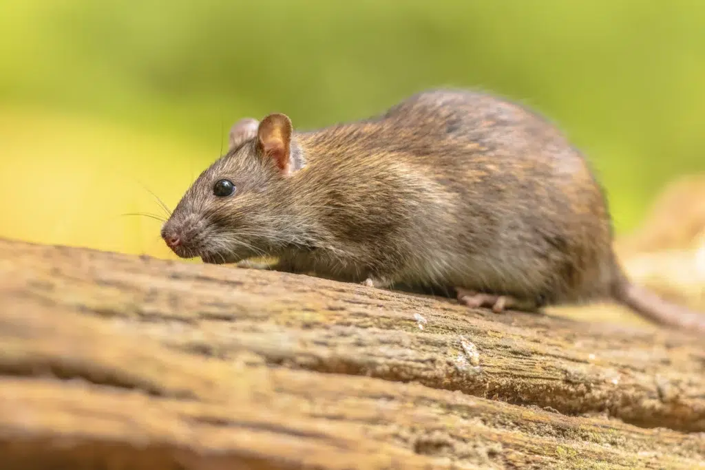 get rid of rodents