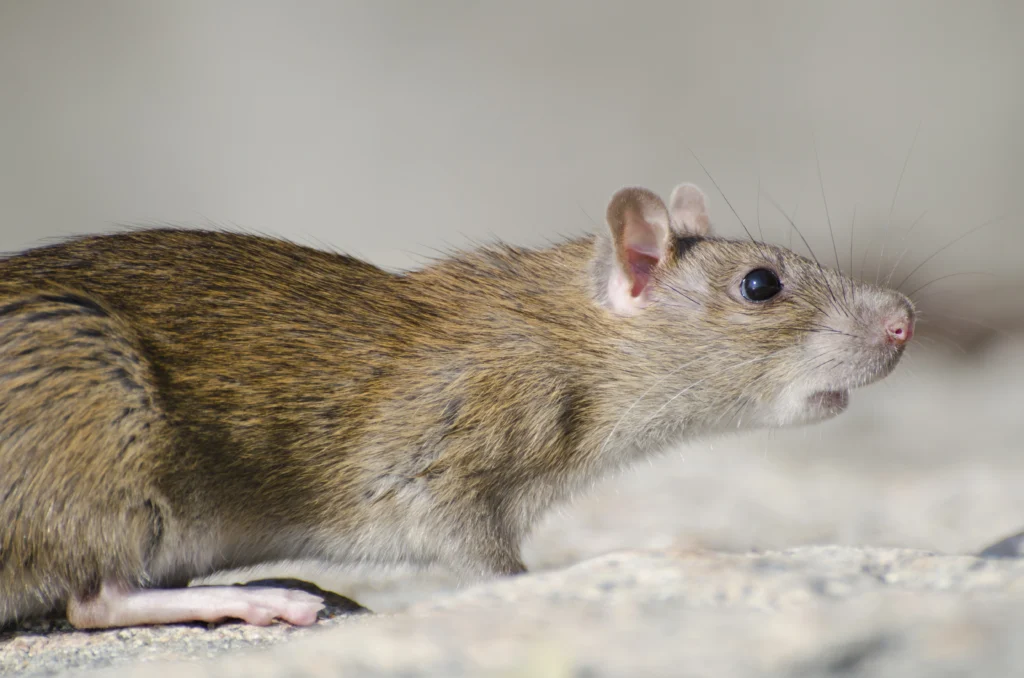 Rodent pest control