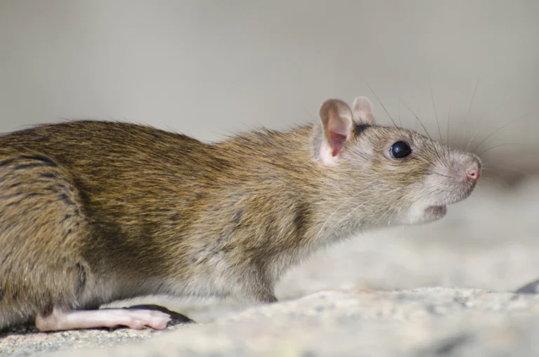 Still Seeing Rodents After DIY Treatments? Here’s What You Might Be Missing