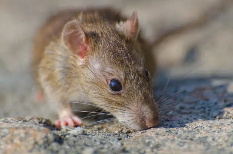 Scratching Noises in Your Sydney Roof at Night: What to Do