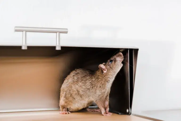Rodents Chewing Wires? Here’s Why You Should Act Before It Becomes a Fire Risk