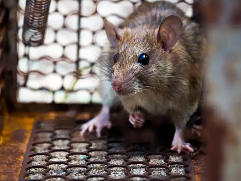 Rat and Mouse Droppings: How to Tell What You Have