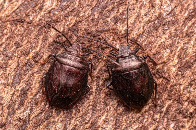 How Much Does Bed Bug Pest Control Cost in Sydney? What You Need to Know