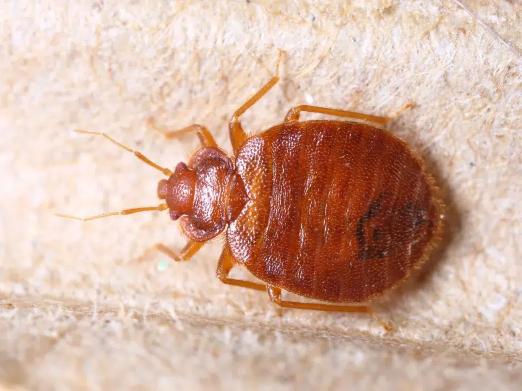 Bed bug infestation