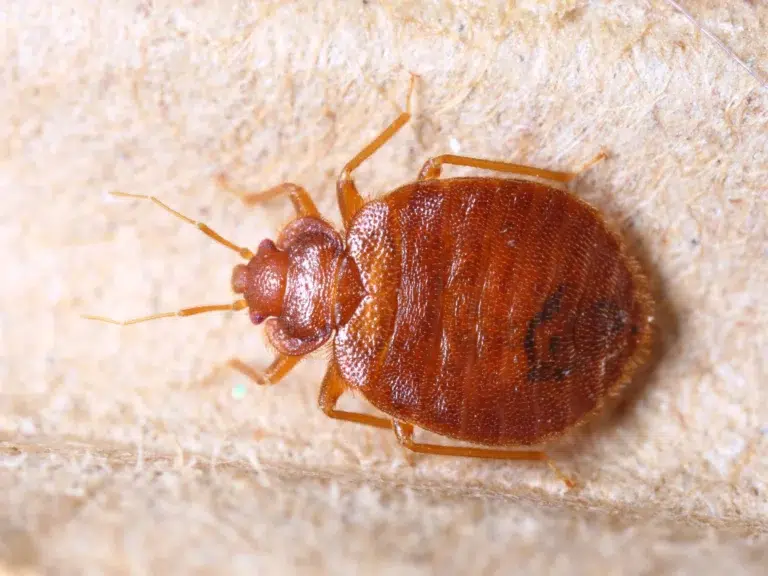 Early Warning Signs of a Bed Bug Infestation You Shouldn’t Ignore