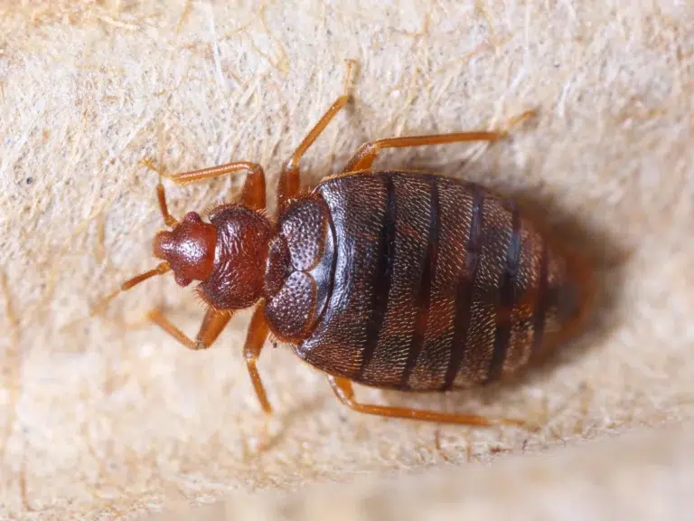 Do Bed Bugs Ever Go Away on Their Own? Here’s What Science Says