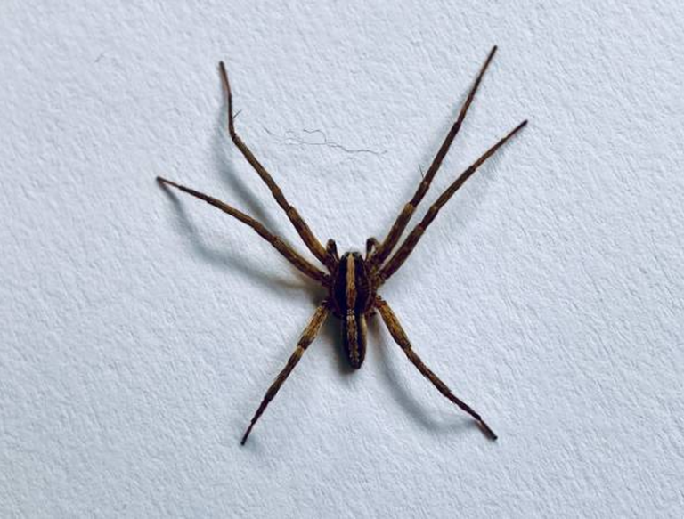 Huntsman Spider Found in the Bedroom: Why DIY Sprays Don’t Work and What Professional Treatment Actually Does