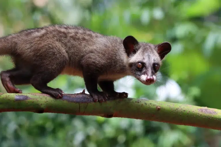 How Much Does Possum Removal Cost in Sydney? Factors That Affect Pricing