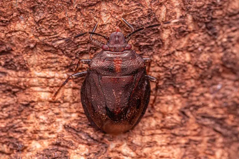 Do Bed Bugs Spread Diseases? Separating Myths from Facts