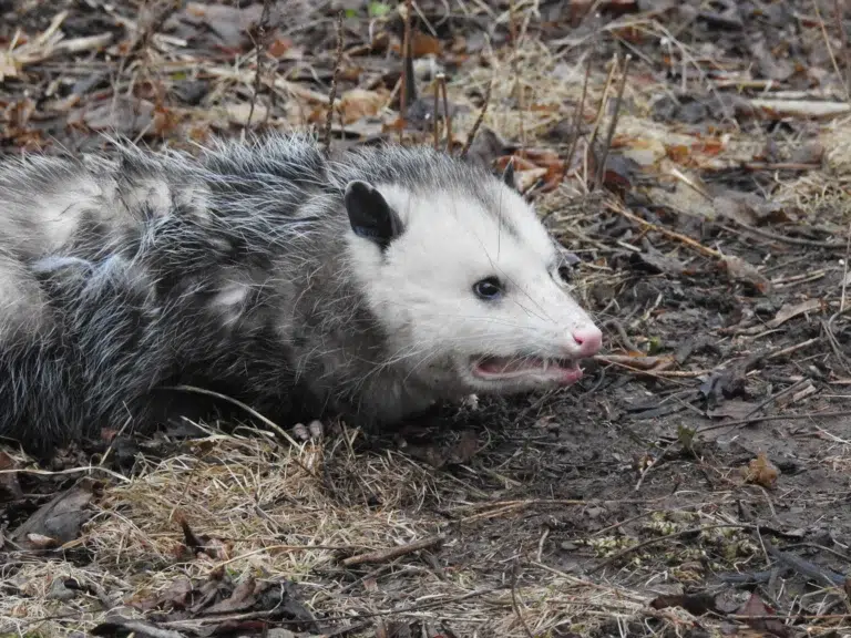 Is Possum Removal Legal in Sydney? What Homeowners Must Know