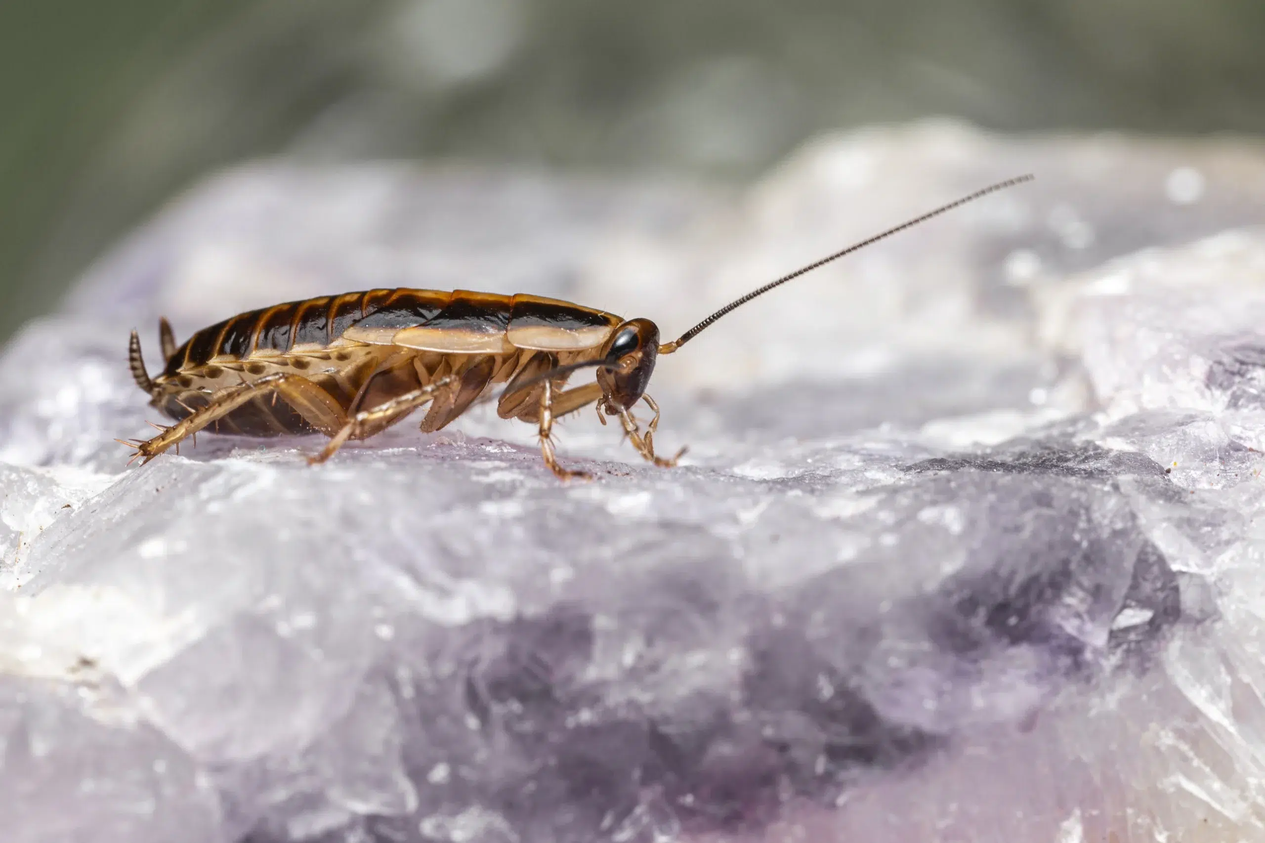 German Cockroaches