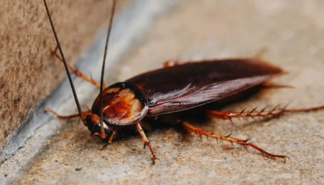 American Cockroaches