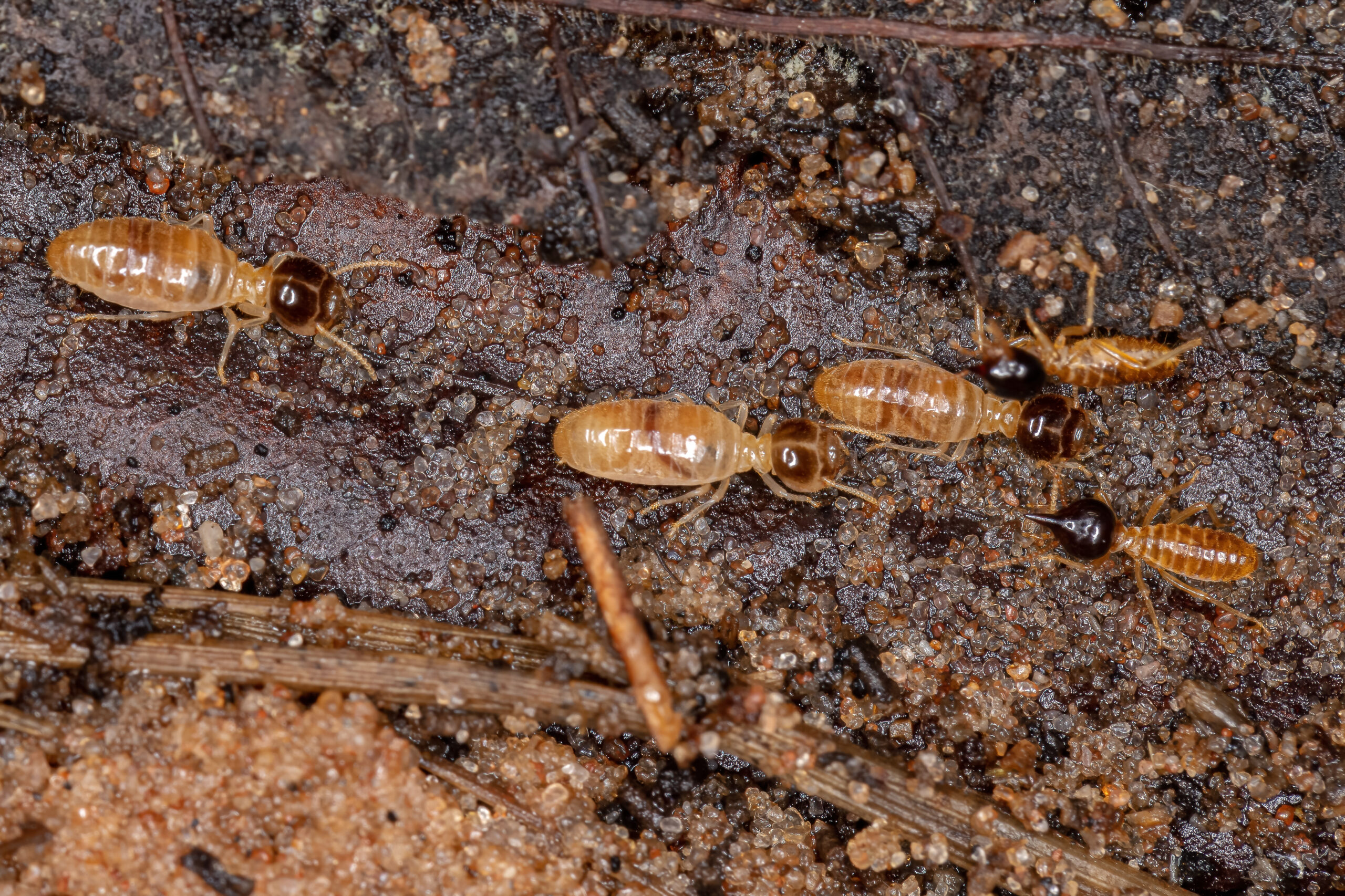 adult nasute termites genus nasutitermes 1 scaled