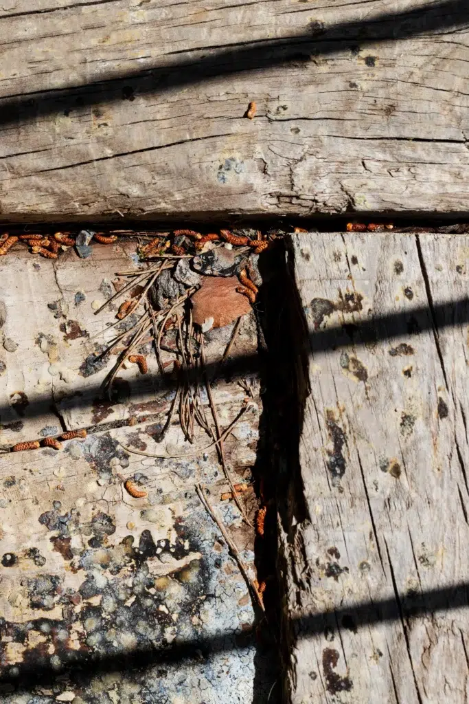 Termites vs. Wood Rot