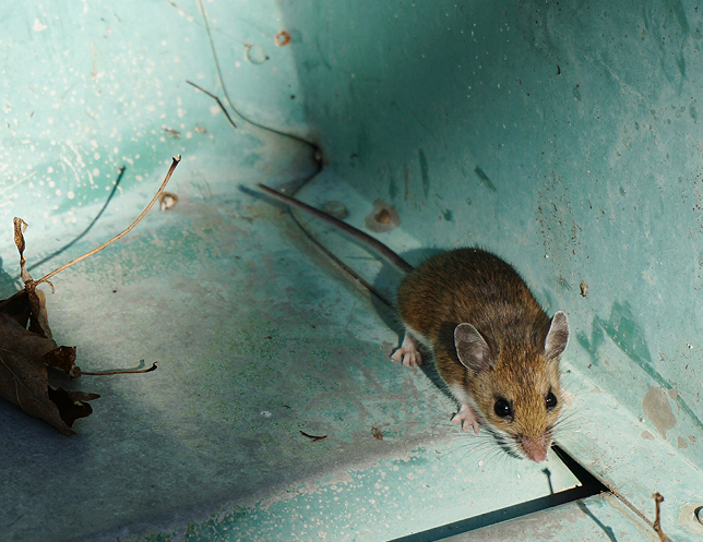 Rodent Control