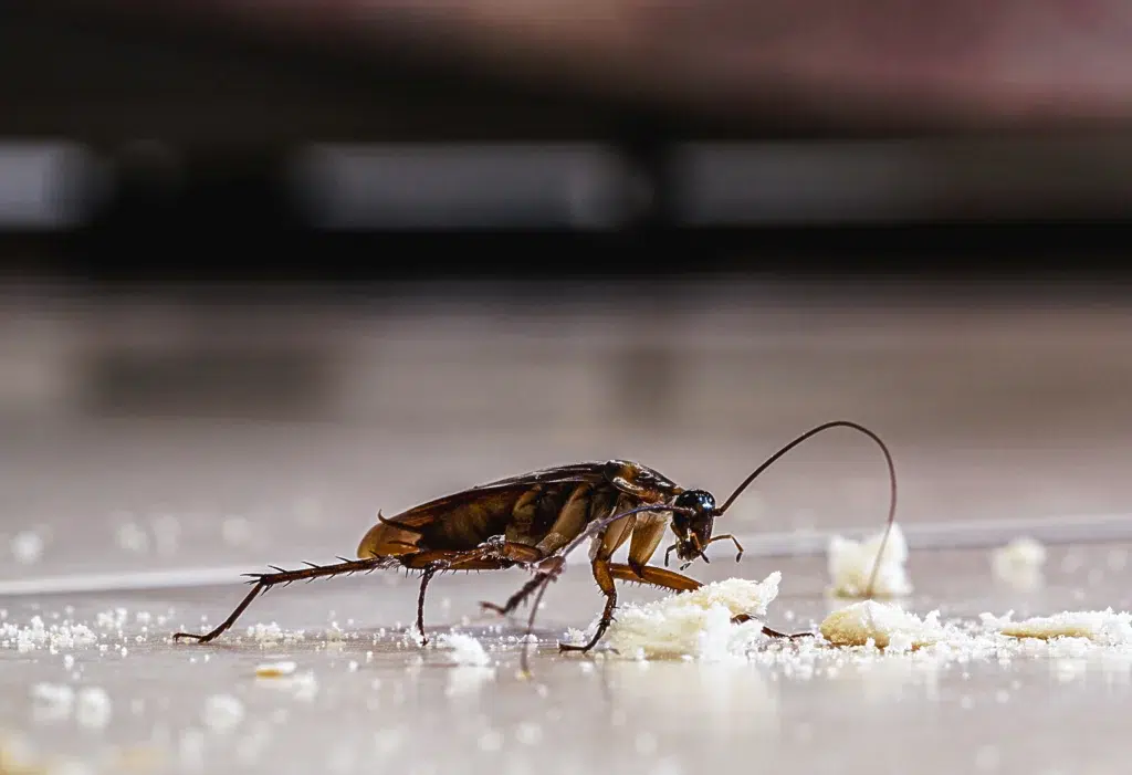 Cockroach pest control
