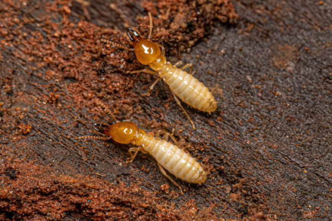 Pest Control Cremorne