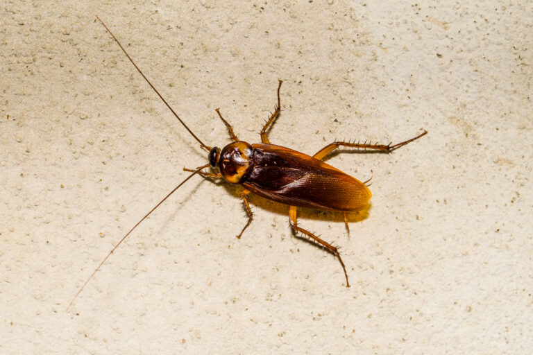 Why Darlinghurst Units Have the Worst Cockroach Problem