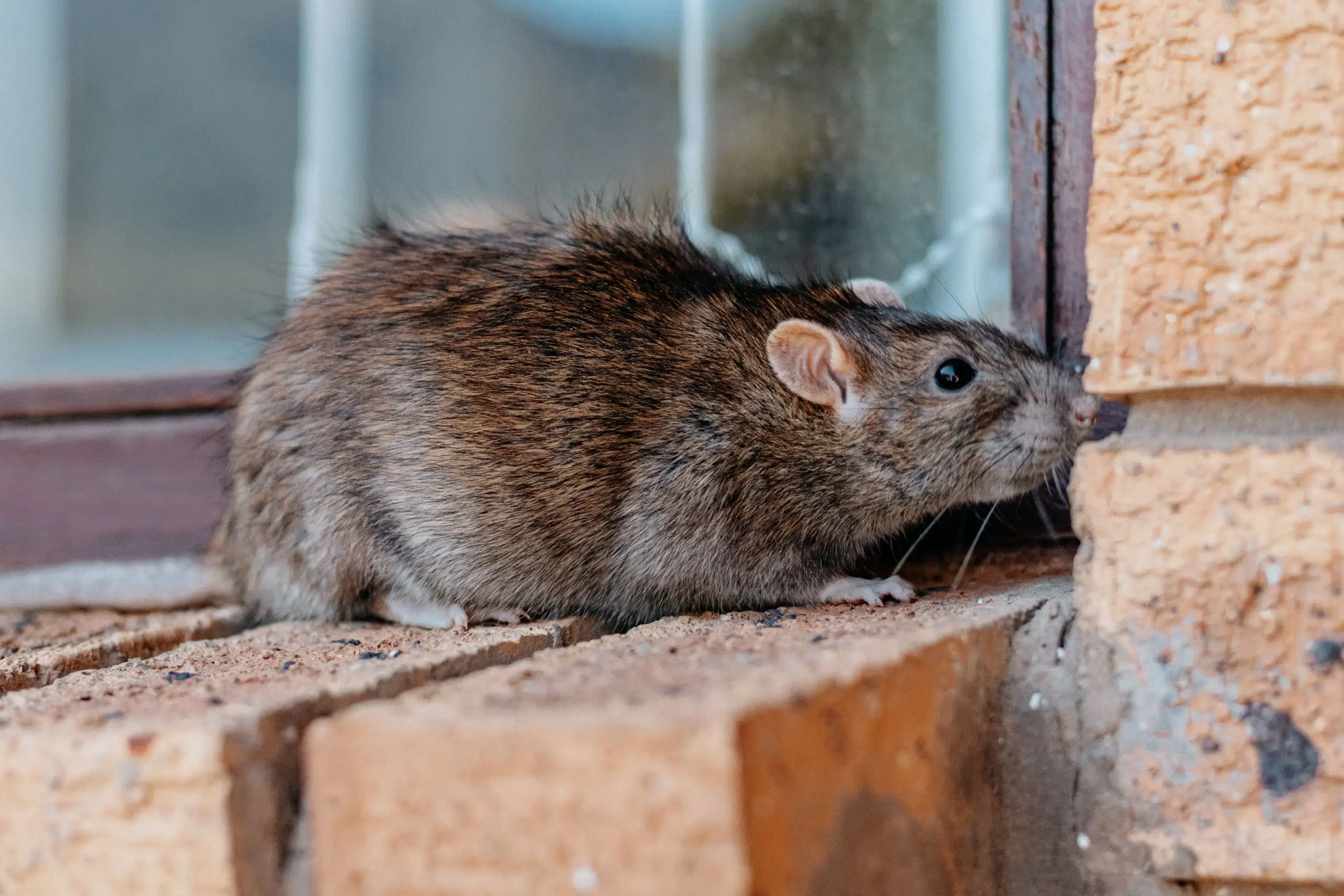 closeup shot gray brownish rat 1 scaled