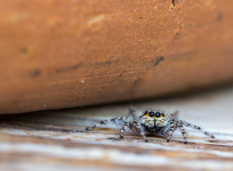 DIY Spider Sprays vs Professional Spider Treatment: Which Works Better?