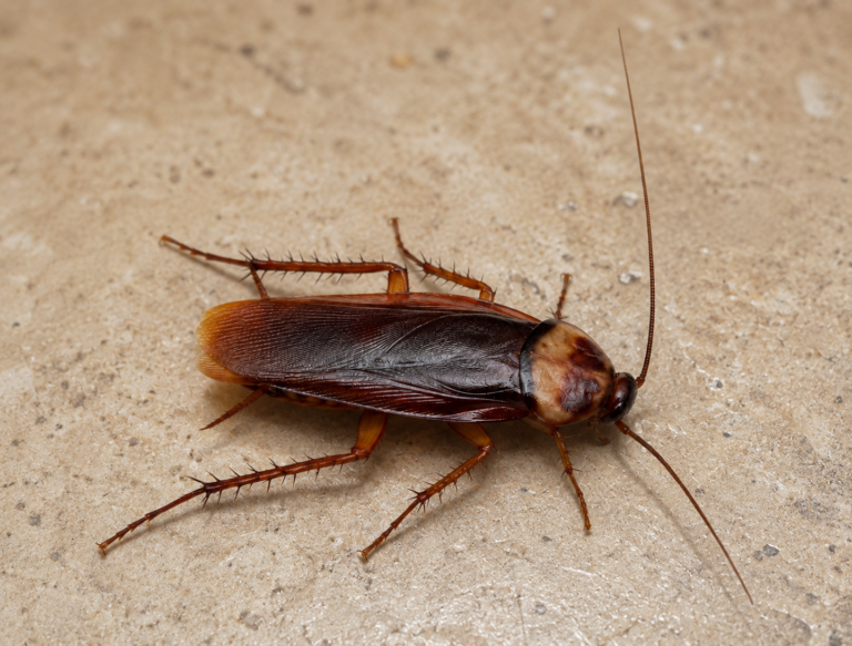 Cockroach Egg Sacs in Your Sydney Home: How to Spot Them Before They Hatch
