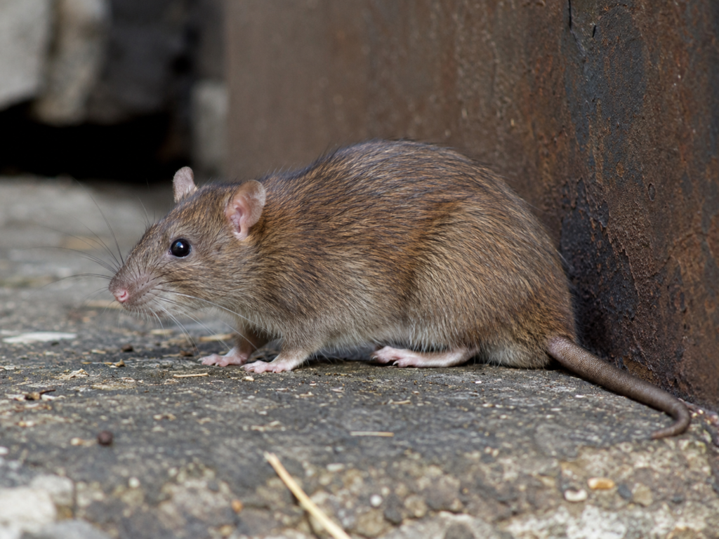 rodent