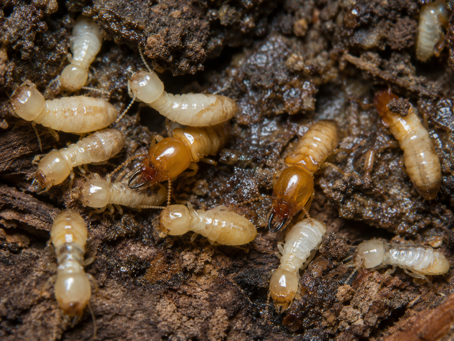 Termites