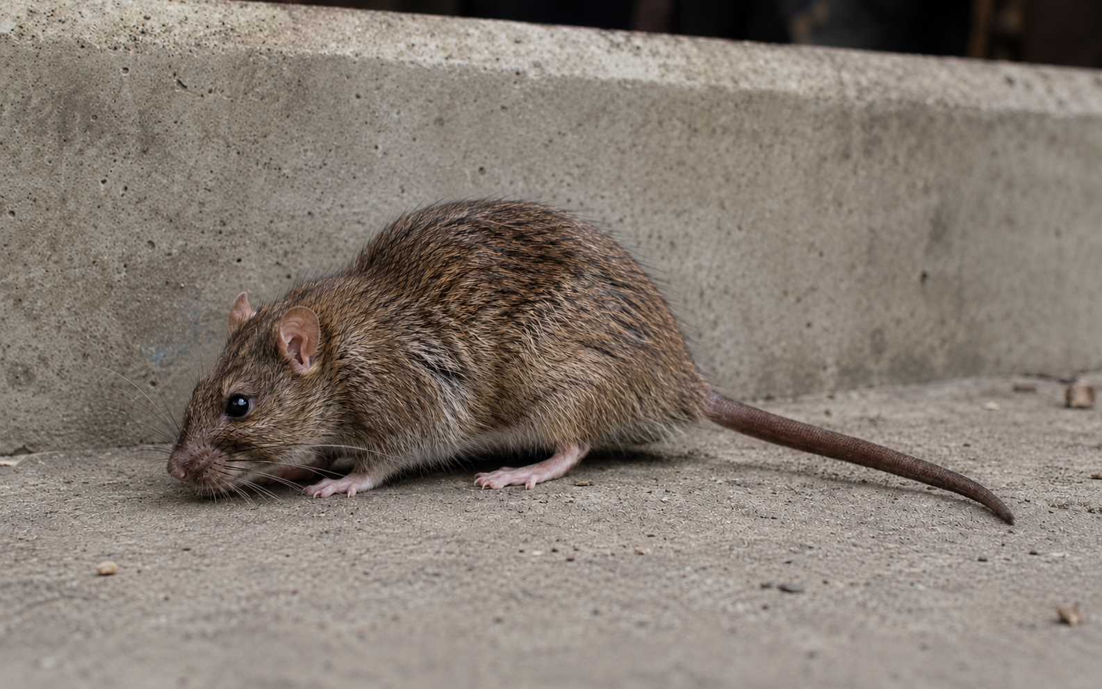 norway rat