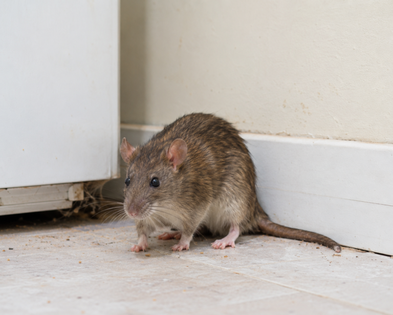 Found Rats in Your Sydney Restaurant? Why Fast Pest Control Matters