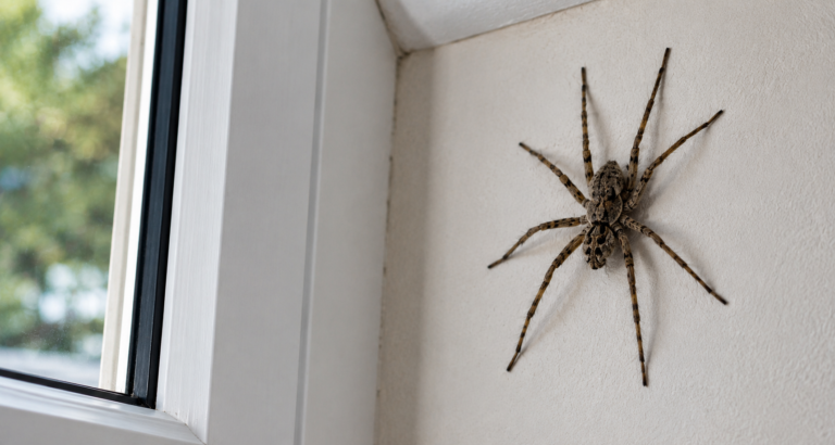 How Long Does Professional Spider Pest Control Last in Sydney Conditions?