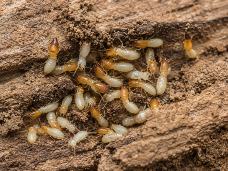 Termite Control: Mud Tubes, Clicking Sounds, and Hollow Timber in Sydney Homes