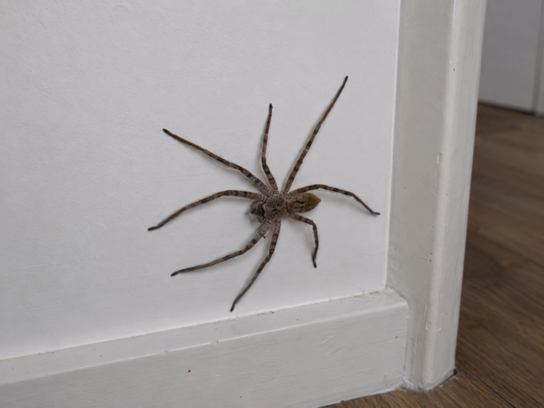 Are Spiders More Active in Summer or Winter in Sydney?