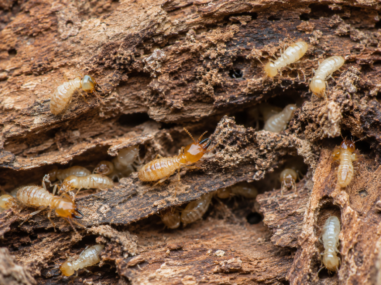 Termite Pest Control: What’s Actually Included in an Annual Termite Inspection in Sydney?