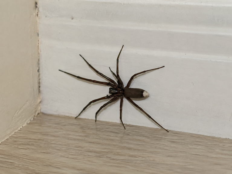 White-Tailed Spiders in Sydney: Are They Actually Dangerous?
