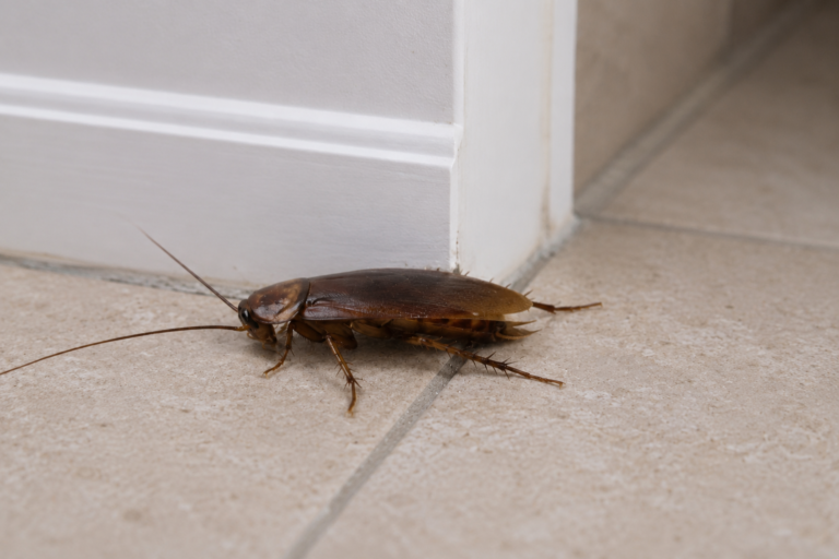 Can Cockroaches Make You Sick? The Health Risks Most People Don’t Know About