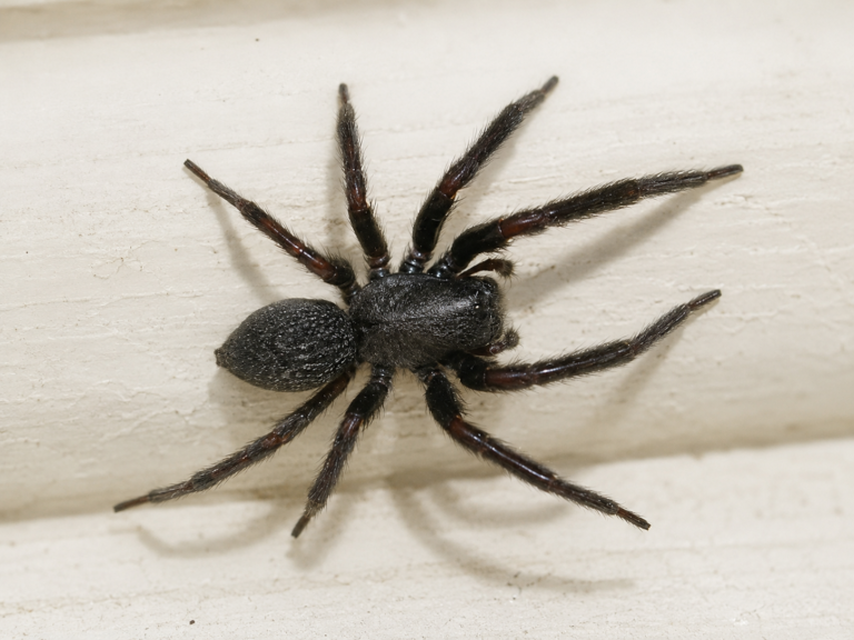 Why Sealing Gaps and Cracks Is the Most Effective Long-Term Spider Control Method