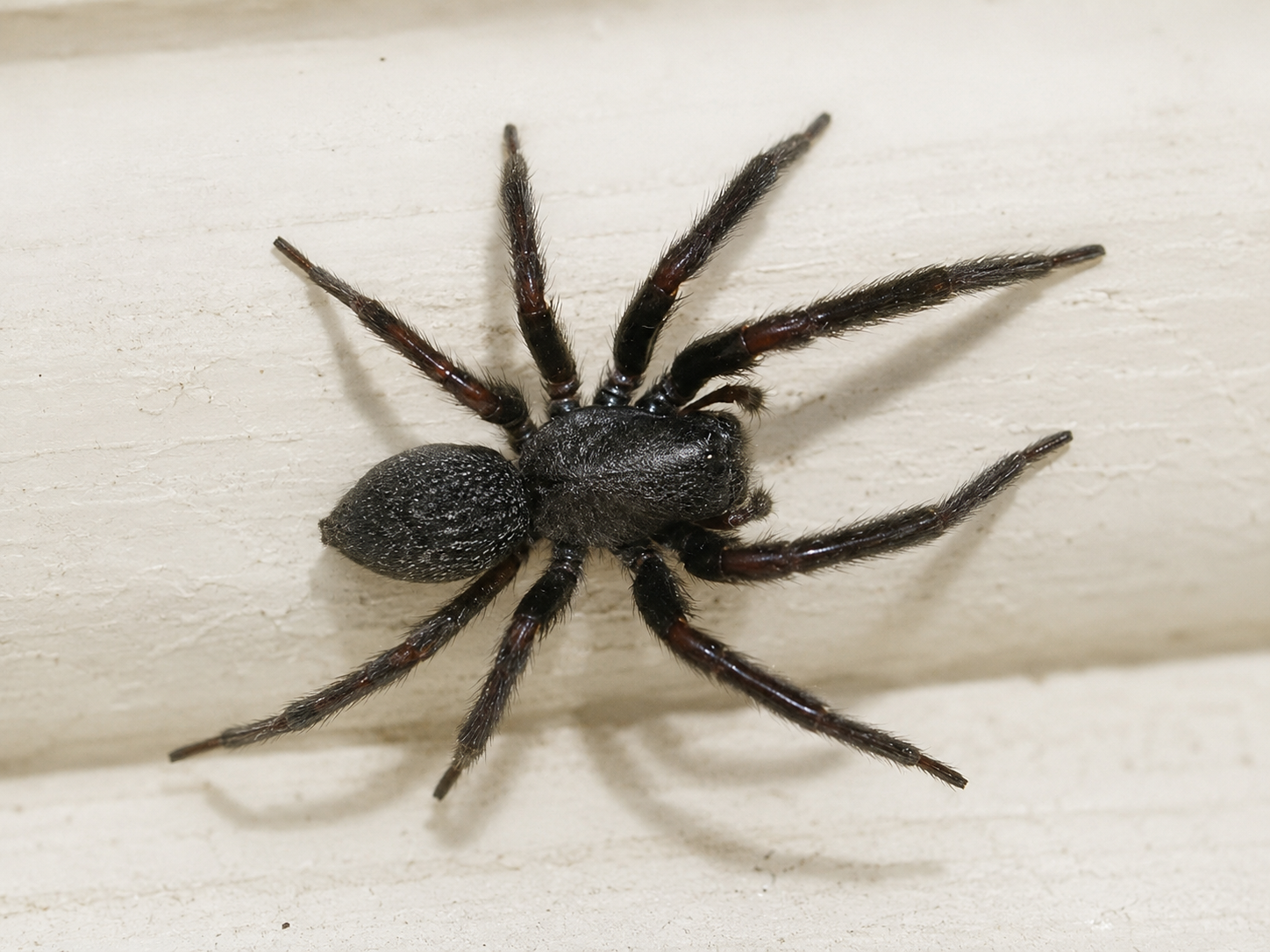 spider image