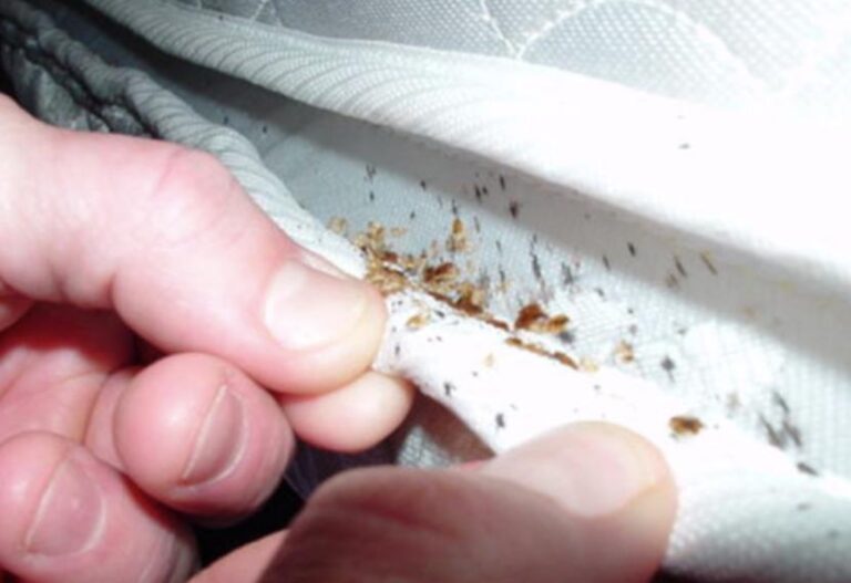 Why Bed Bugs Spread Fast in Surry Hills Terrace Houses and Shared Homes