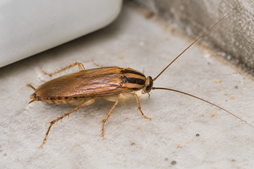 German cockroach